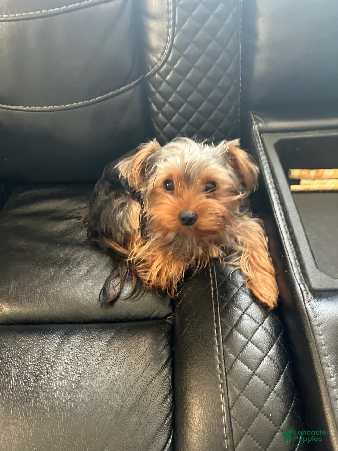 Yorkshire Terrier dogs for sale: Yorkshire Terrier Puppy 1 - Ad 1