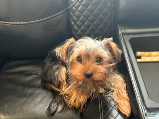 Yorkshire Terrier dogs Yorkshire Terrier Puppy 1 - Ad 11