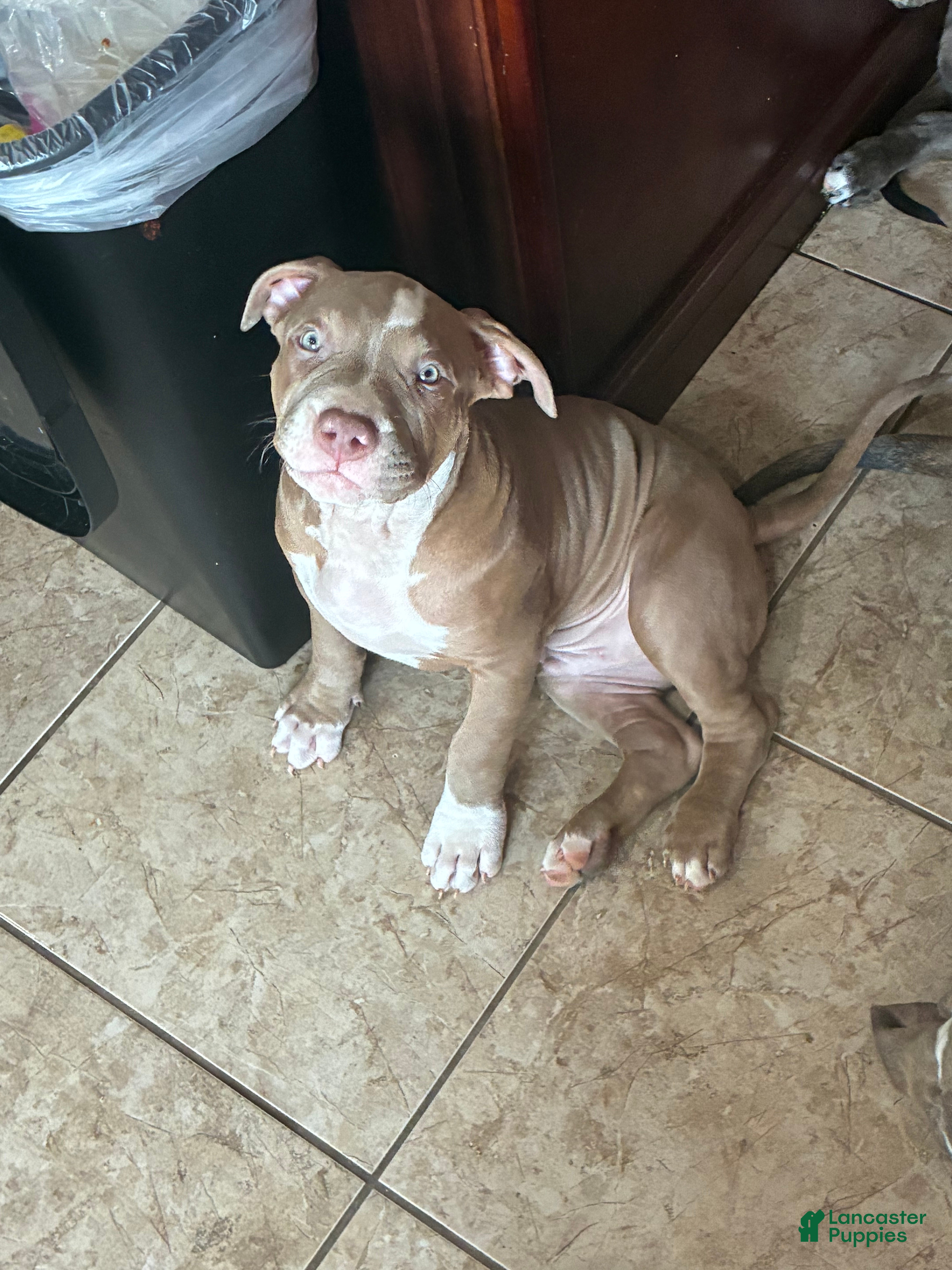 American Bully dogs Wrinks - Ad 1