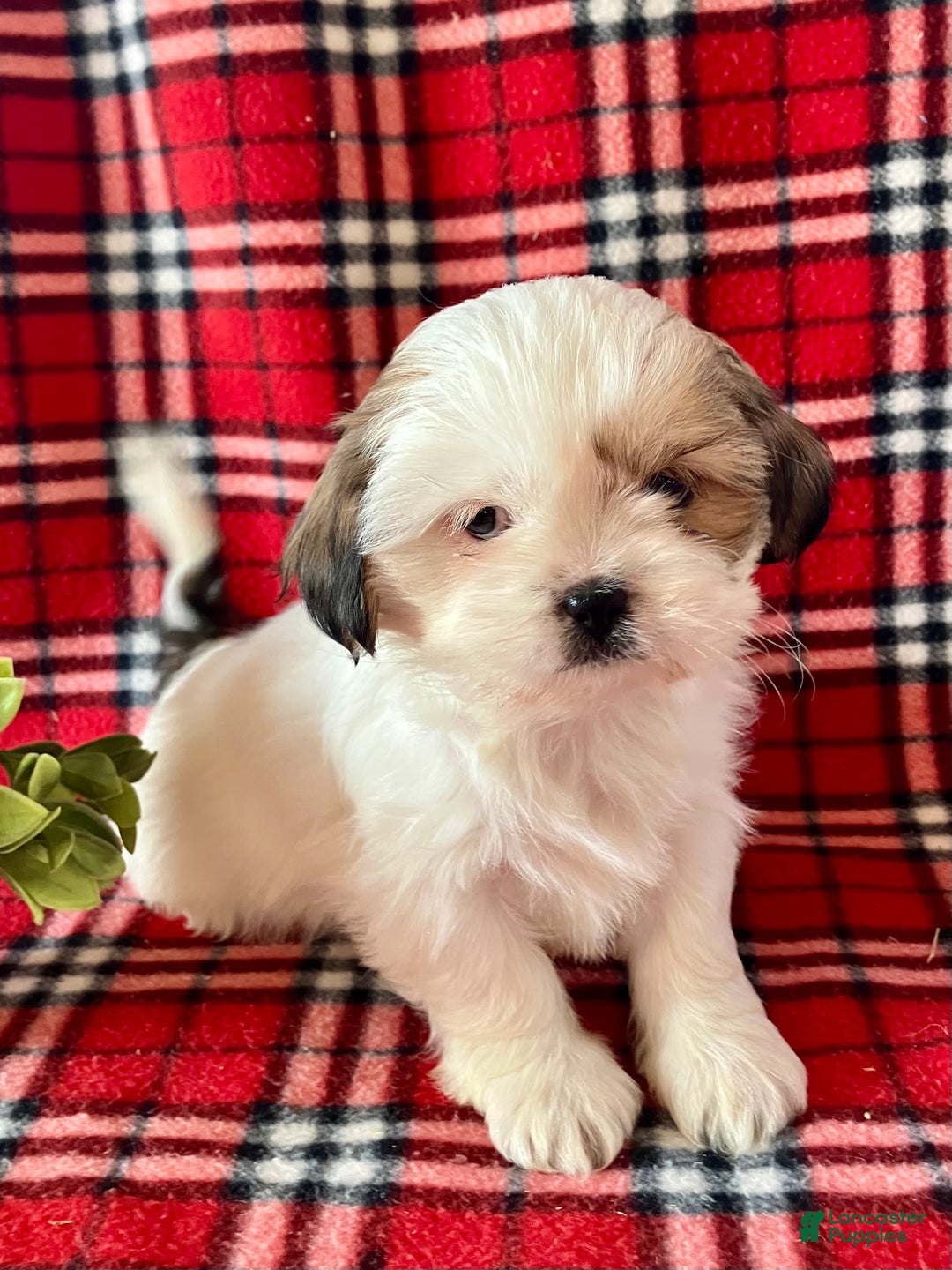 Shih Tzu dogs for sale: Lacy - Ad 5