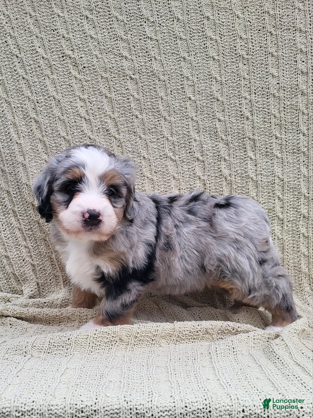 Mini Bernedoodle dogs for sale: Sadie - Ad 5