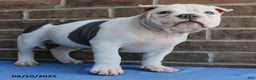 American Bully dogs for sale: Cedric - Ad 4