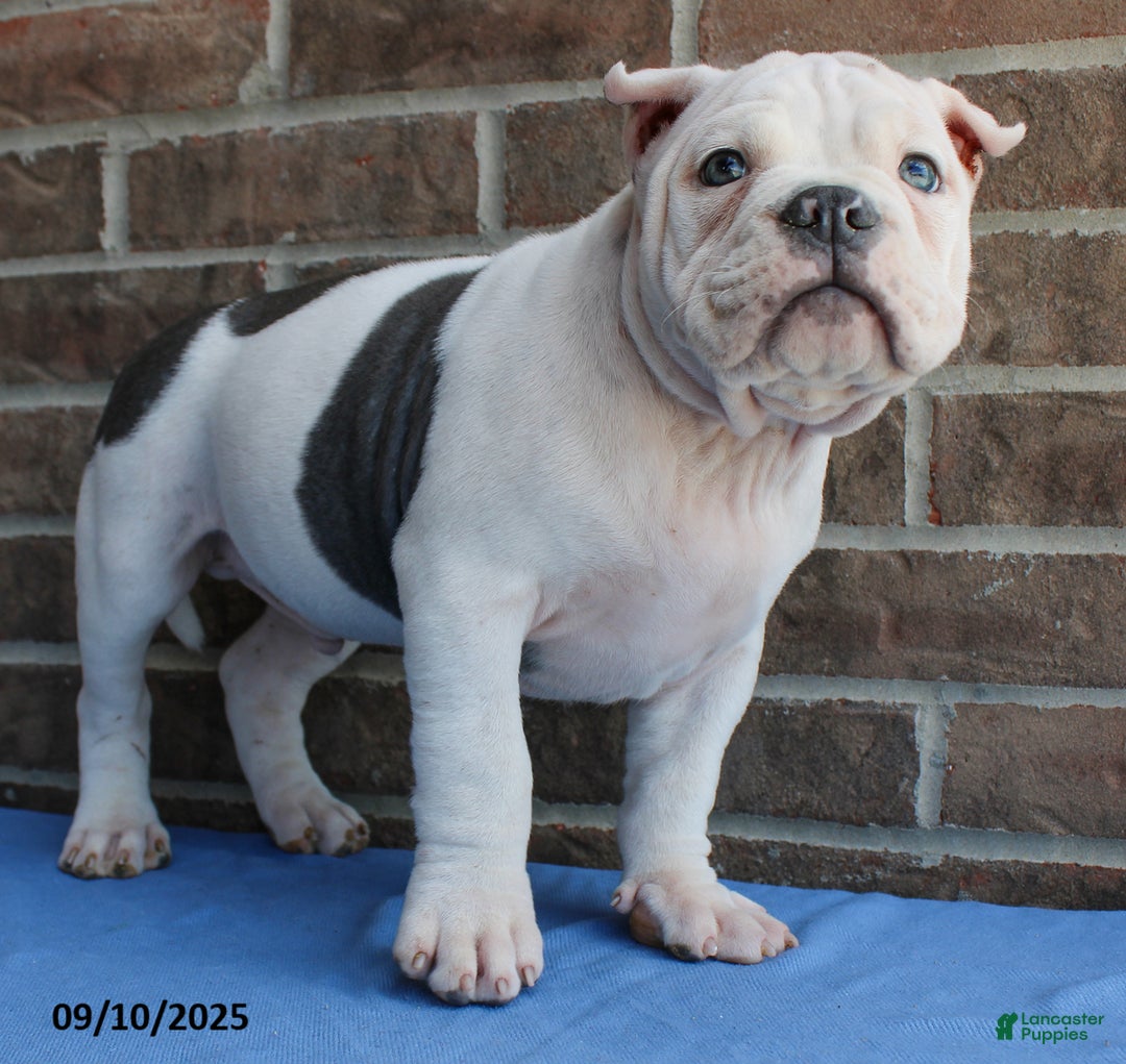 American Bully dogs for sale: Cedric - Ad 4