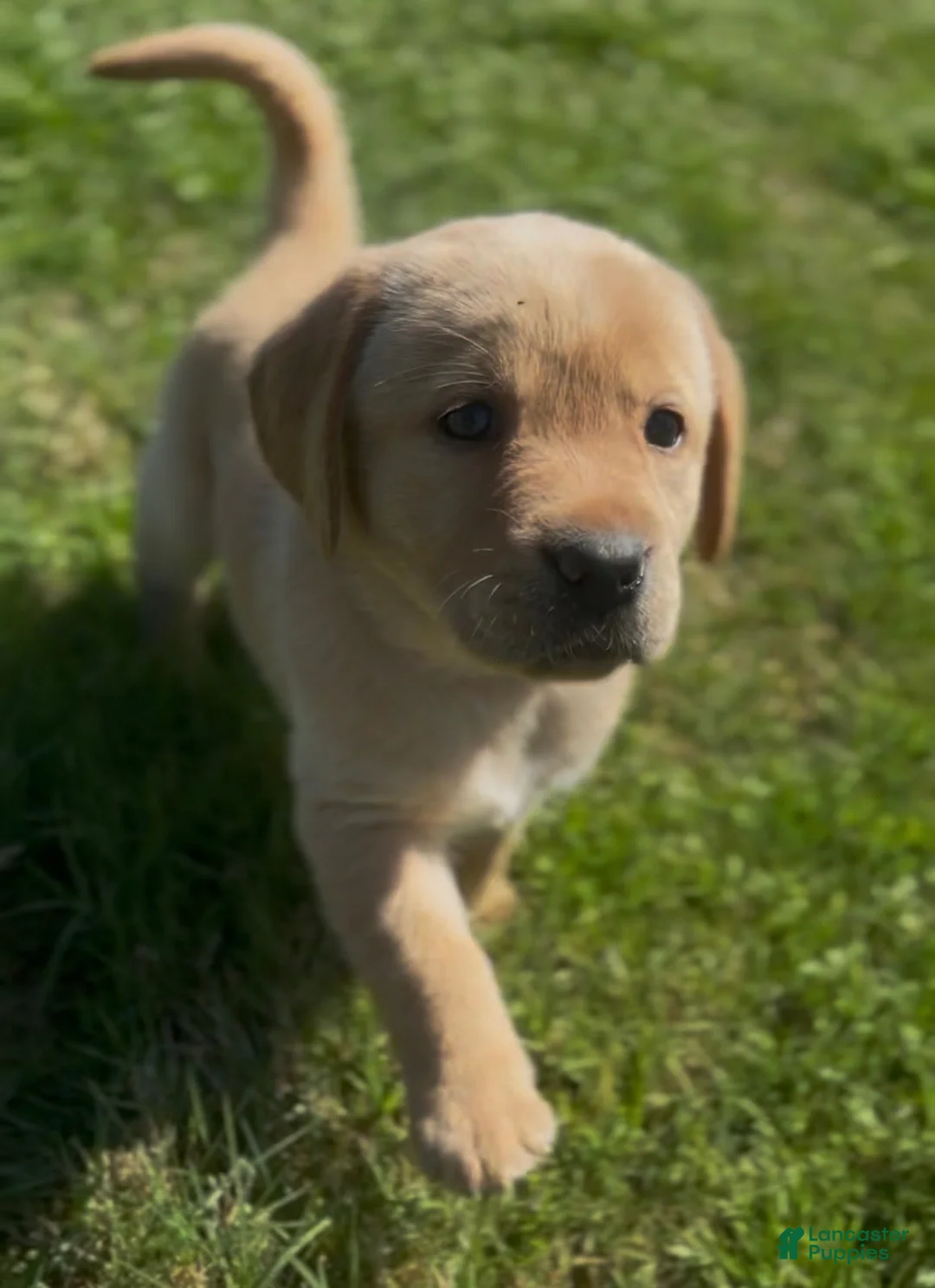 Labrador Retriever dogs for sale: Labrador Retriever Puppy 3 - Ad 1