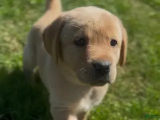 Labrador Retriever dogs for sale: Labrador Retriever Puppy 3 - Ad 3