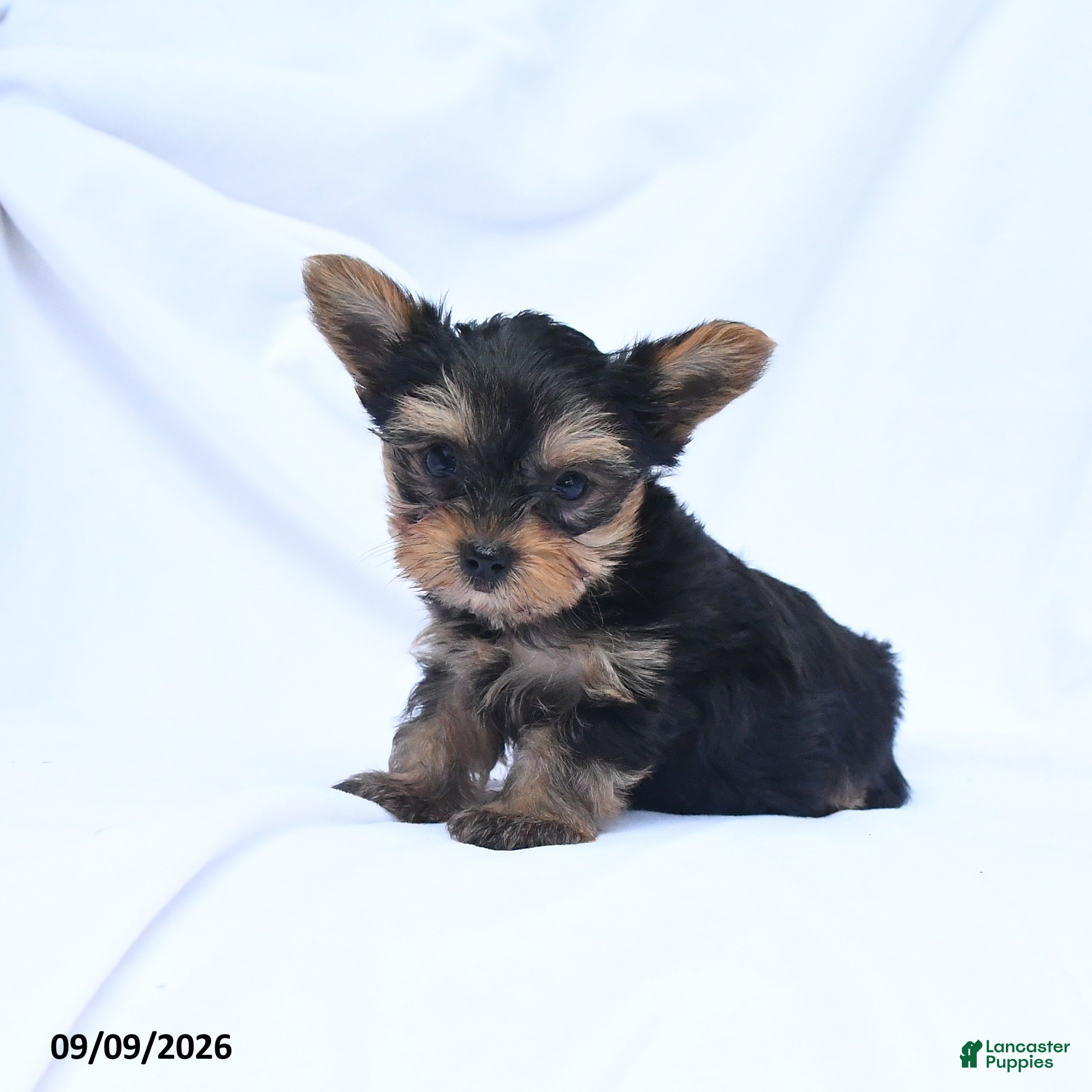 Yorkshire Terrier dogs Amelia - Ad 2