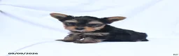 Yorkshire Terrier dogs for sale: Amelia - Ad 2