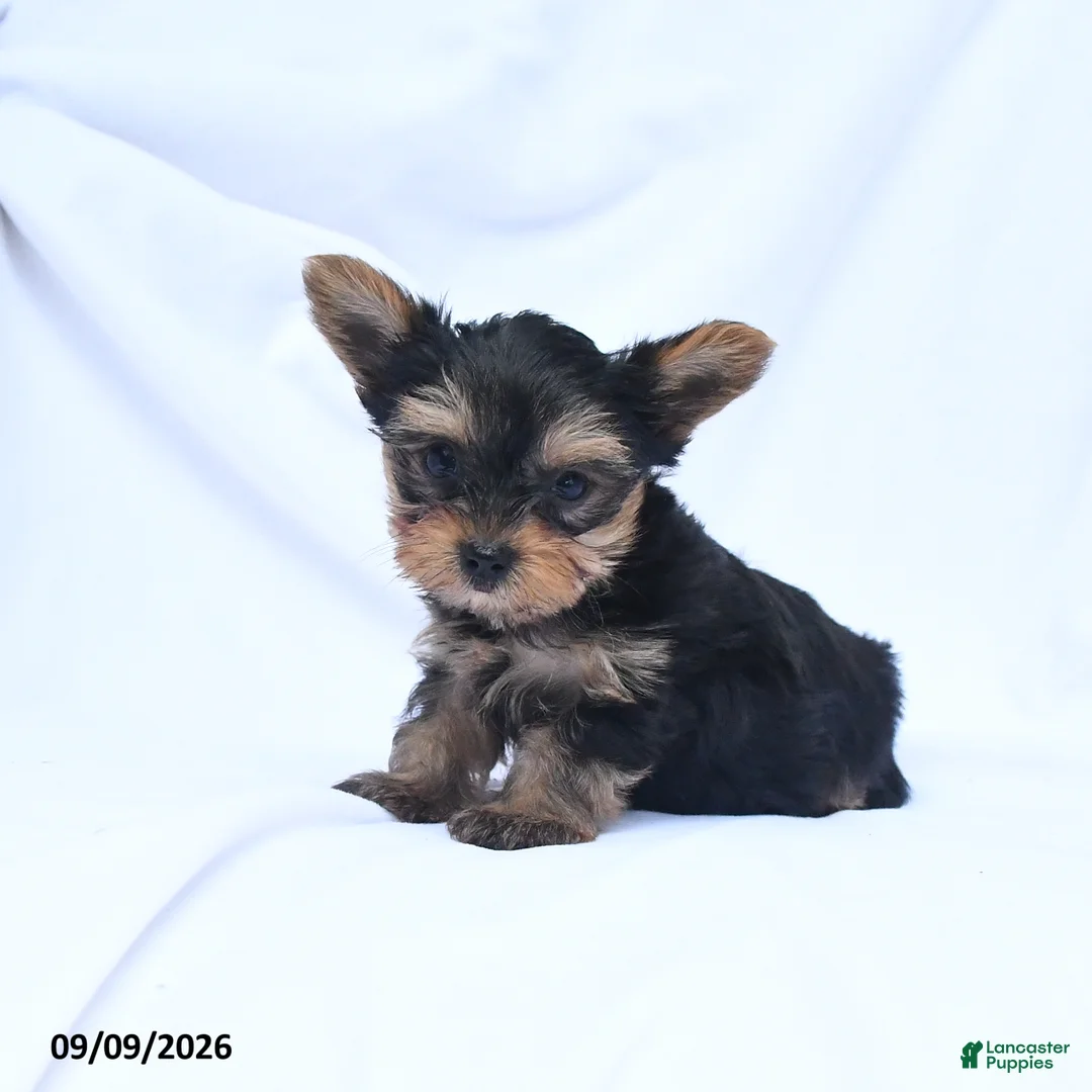 Yorkshire Terrier dogs for sale: Amelia - Ad 2