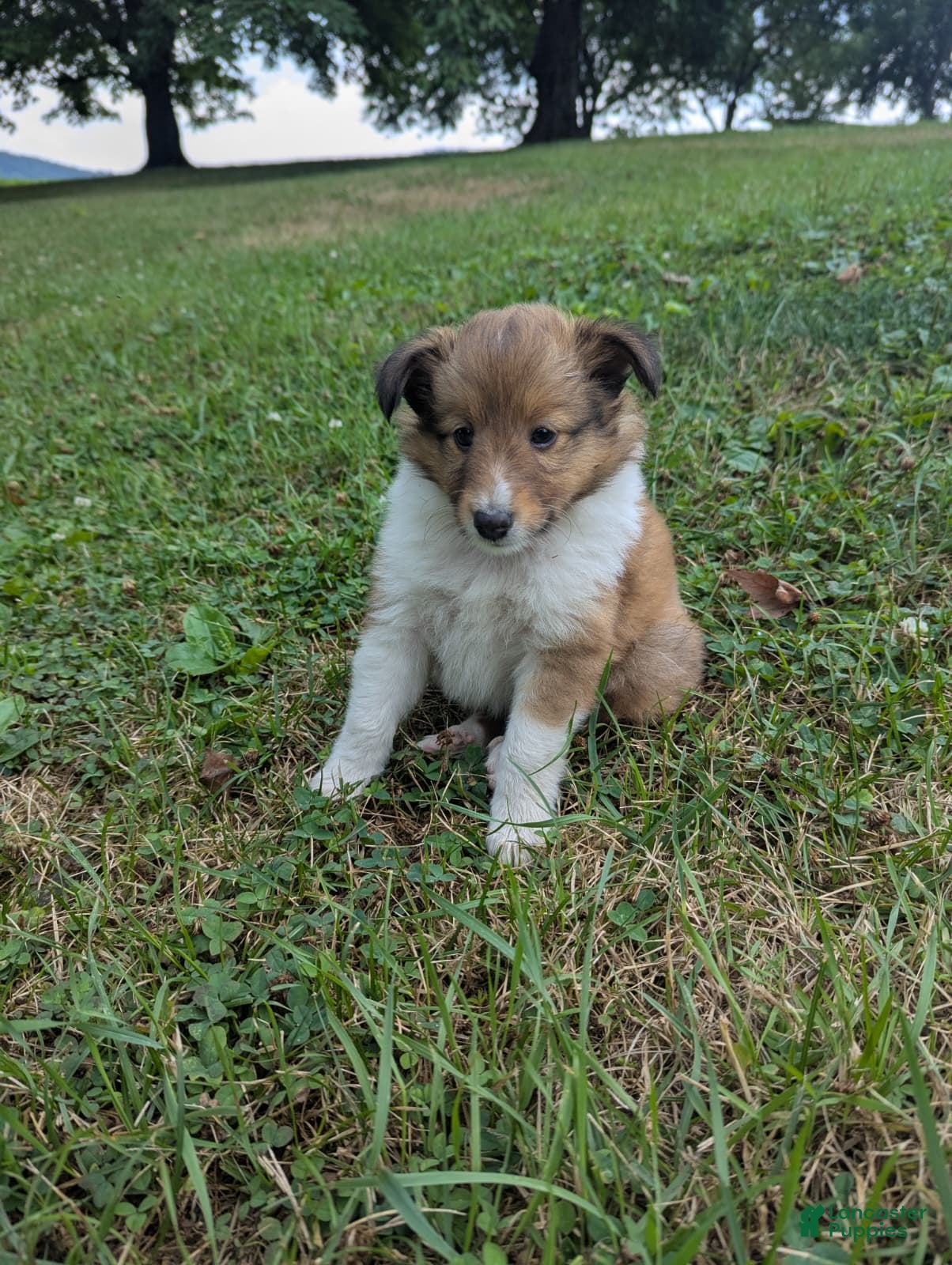 Shetland Sheepdog dogs Shetland Sheepdog 1 - Ad 16