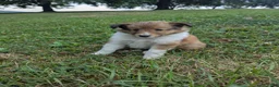 Shetland Sheepdog dogs for sale: Shetland Sheepdog 1 - Ad 1