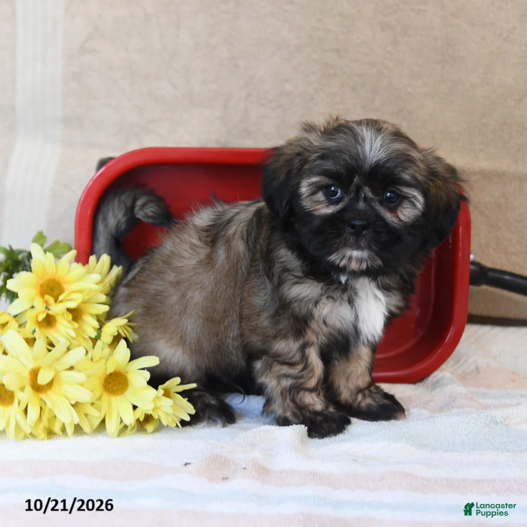Shih Tzu dogs for sale: Smores - Ad 1