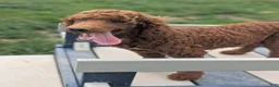 Miniature Poodle dogs for sale: Spankie - Ad 6