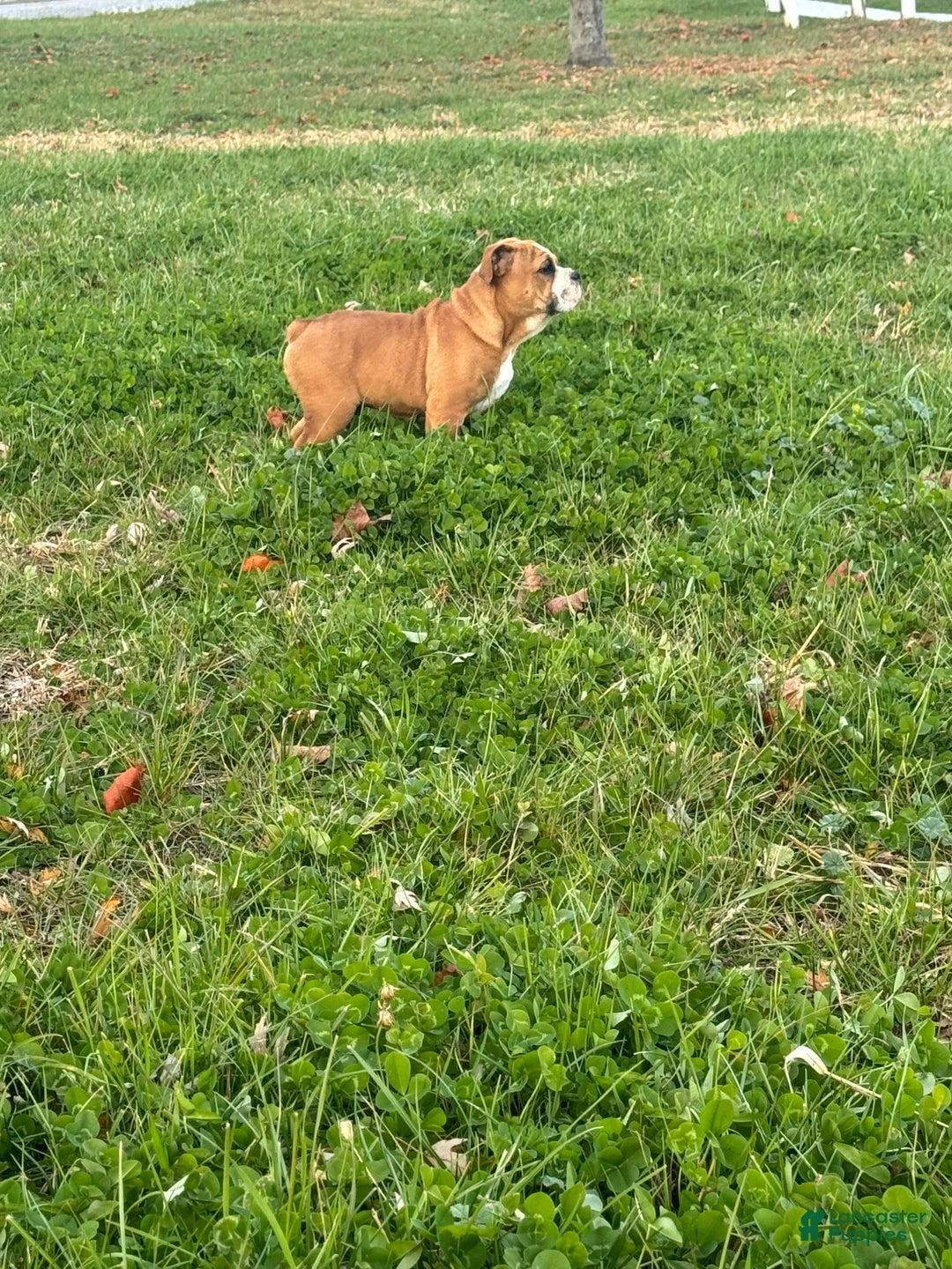 English Bulldog dogs for sale: Zeke - Ad 6