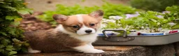 Welsh Corgi Pembroke dogs for sale: Zoe - Ad 7
