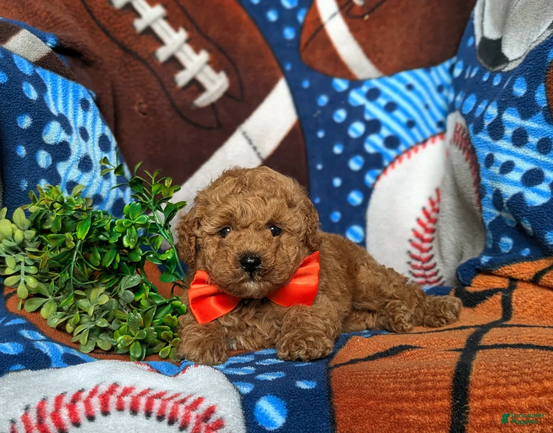 Toy Poodle dogs for sale: Northrop 9 lbs Full Grown - Ad 6