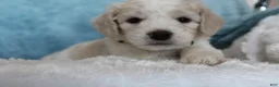 Goldendoodle dogs for sale: Pixie  - Ad 3