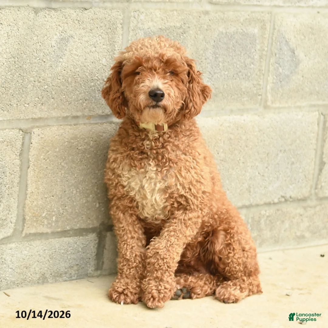 Miniature Poodle dogs for sale: Charlie - Ad 4