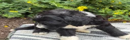 Mixed Breed dogs for sale: Guiness - Ad 8