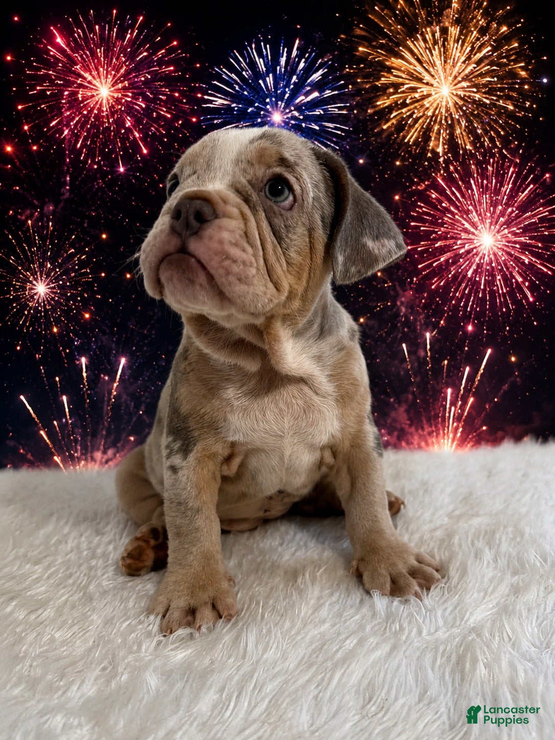 English Bulldog dogs Lola - Ad 1
