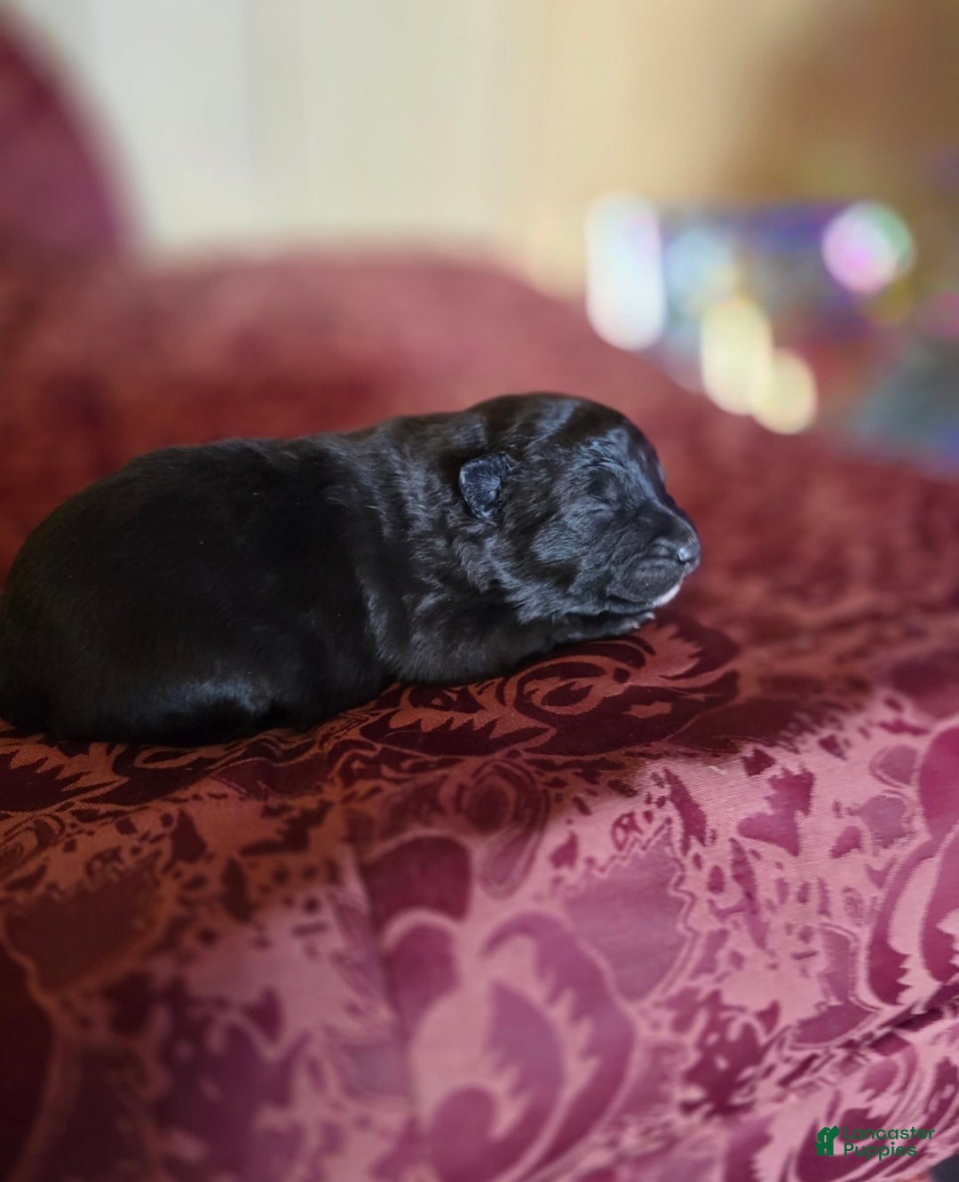 Mixed Breed dogs for sale: Stardust - Ad 5