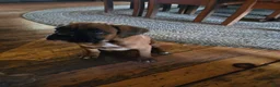 Boxer dogs for sale: Barkley  - Ad 5