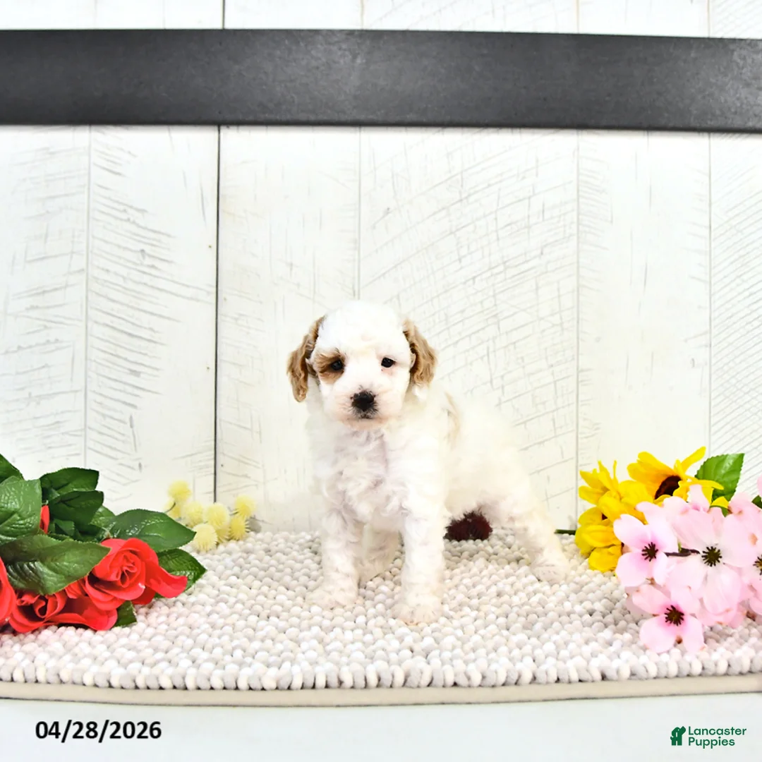 Miniature Poodle dogs for sale: Roselie - Ad 1