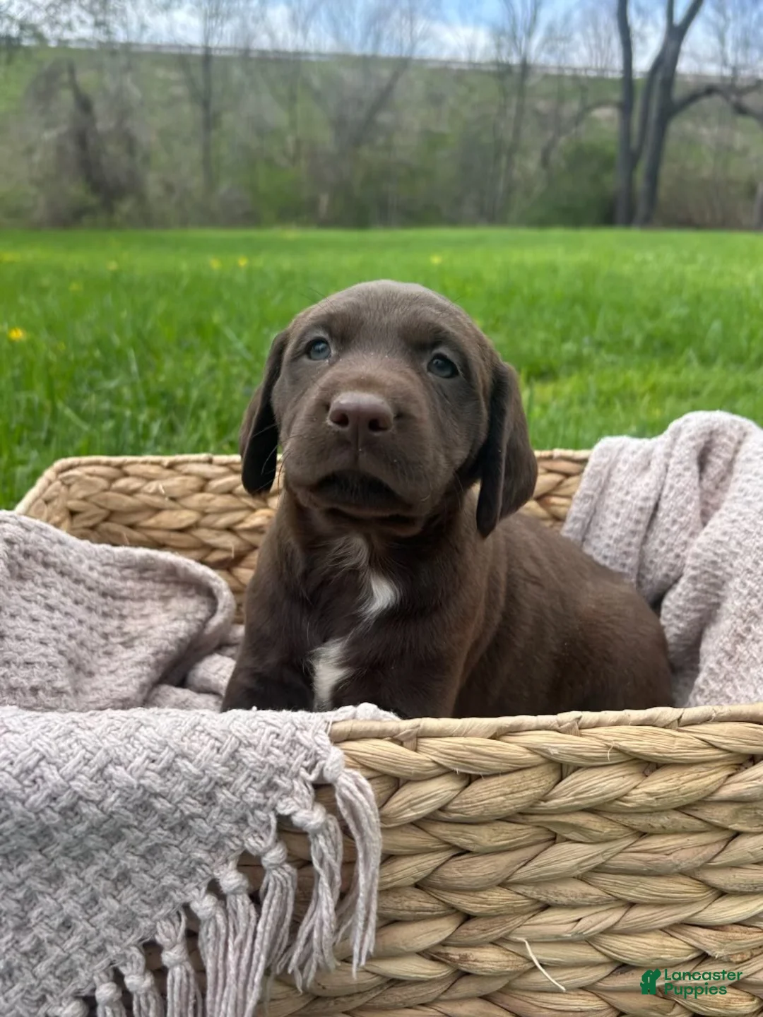 Mixed Breed dogs for sale: Luna - Ad 1