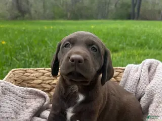 Mixed Breed dogs for sale: Luna - Ad 4