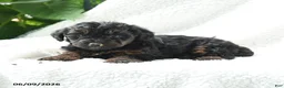 Yorkiepoo dogs for sale: Makena - Ad 3