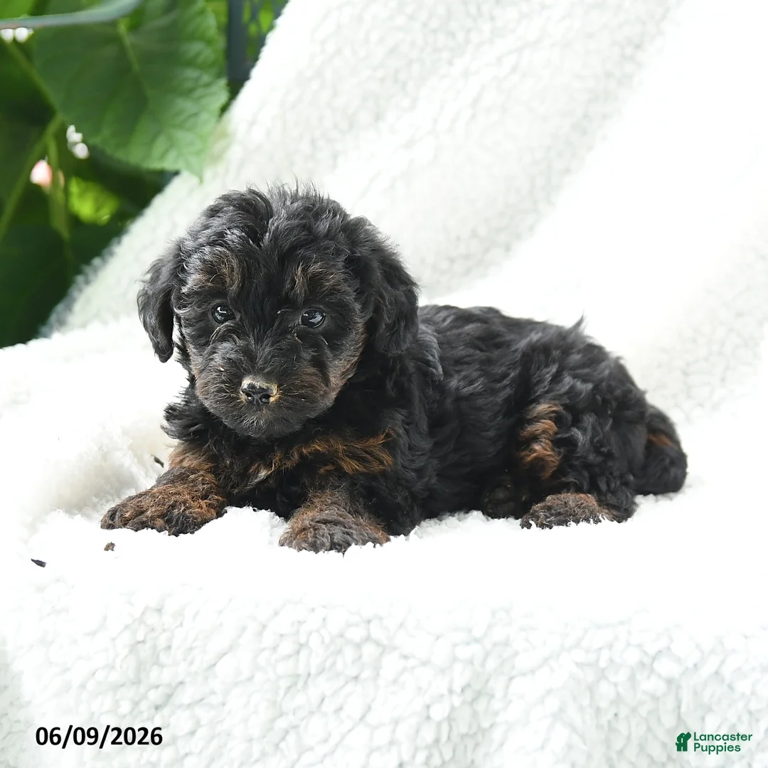 Yorkiepoo dogs for sale: Makena - Ad 3
