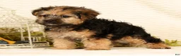 Yorkiepoo dogs for sale: Rio - Ad 6