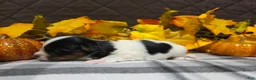 Biewer Terrier dogs for sale: Bentley - Ad 3