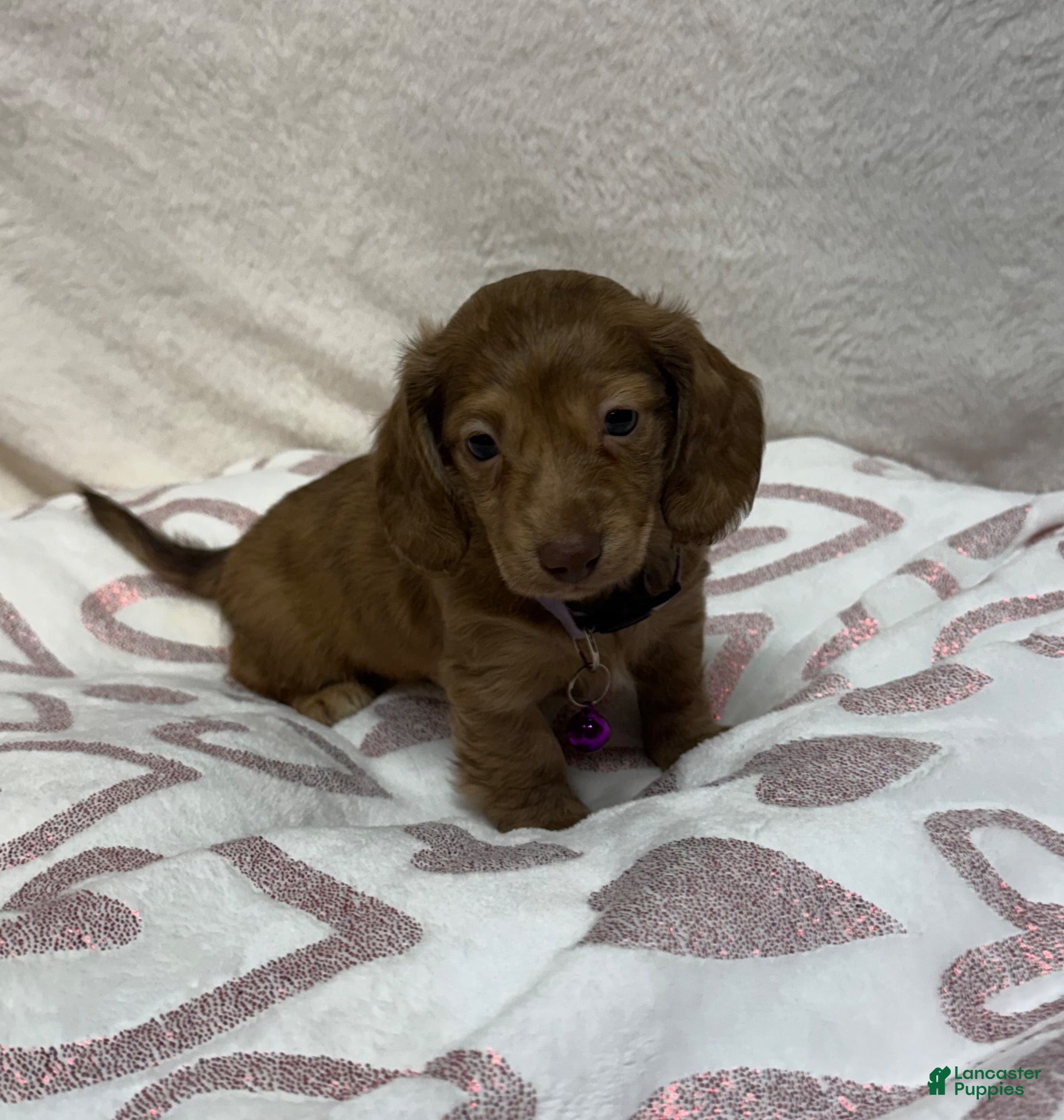 Miniature Dachshund dogs Bagel - Ad 3