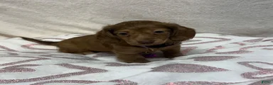 Bagel
