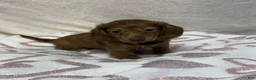 Miniature Dachshund dogs for sale: Bagel - Ad 1