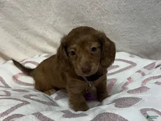 Miniature Dachshund dogs Bagel - Ad 3