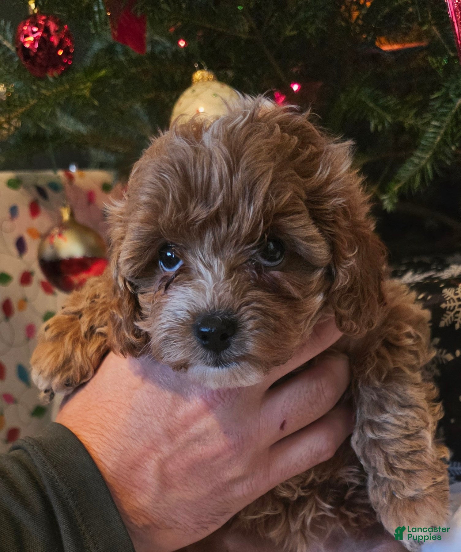 Maltipoo dogs Maltipoo Puppy 4 - Ad 11