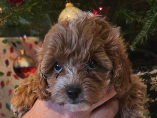 Maltipoo dogs Maltipoo Puppy 4 - Ad 11