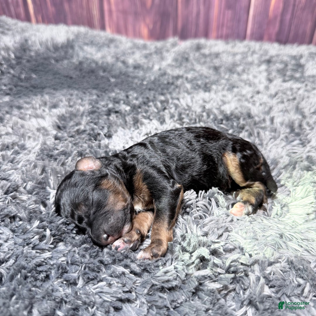 Miniature Poodle dogs for sale: Marie - Ad 1