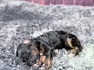 Miniature Poodle dogs Marie - Ad 7