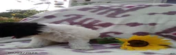 Miniature Poodle dogs for sale: Rainbow - Ad 10