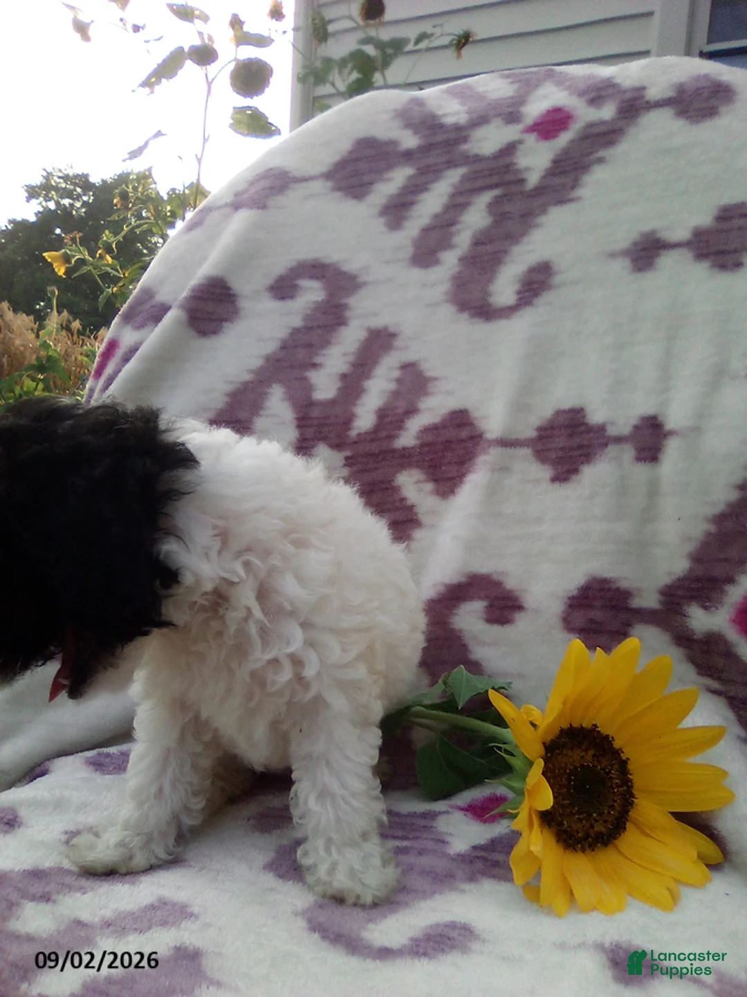 Miniature Poodle dogs for sale: Rainbow - Ad 10