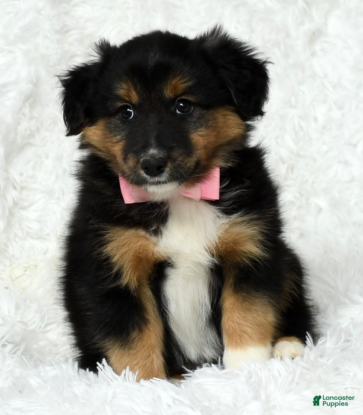 Australian Shepherd dogs Nellie - Ad 10