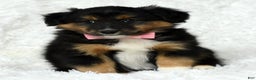 Australian Shepherd dogs for sale: Nellie - Ad 1