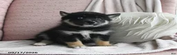 Pomsky dogs for sale: Bruno - Ad 3
