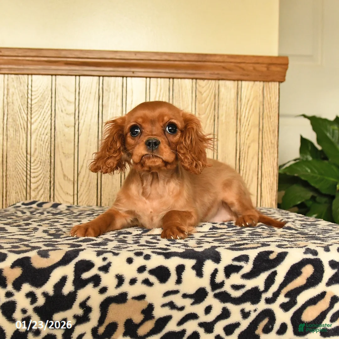 Cavalier King Charles Spaniel dogs for sale: Callie - Ad 2