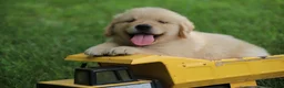 Golden Retriever dogs for sale: Golden Retriever 2 - Ad 3