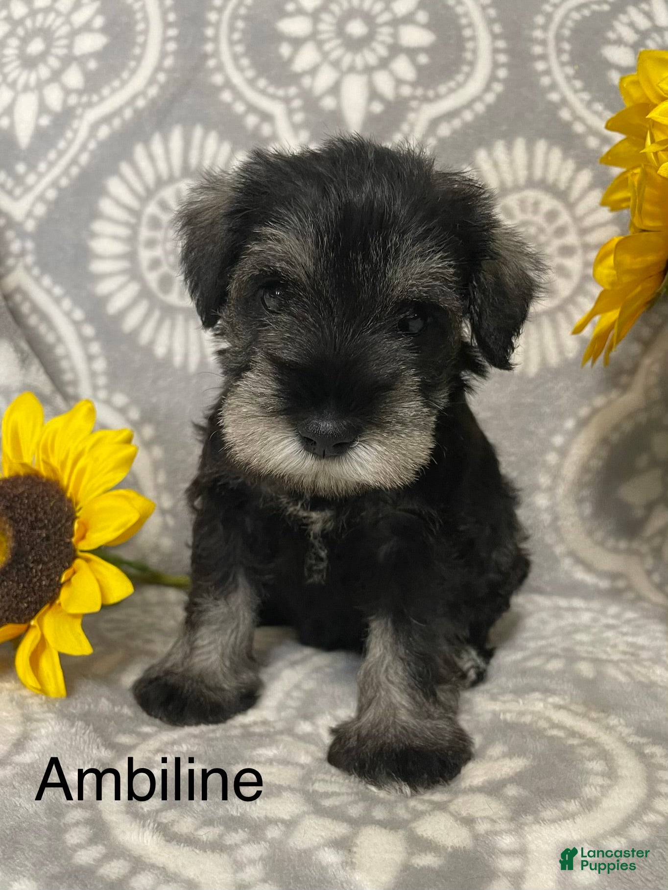 Miniature Schnauzer dogs Miniature Schnauzer 3 - Ad 2