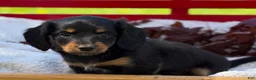 Miniature Dachshund dogs for sale: Birdie - Ad 9