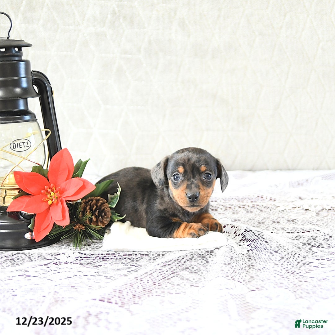 Miniature Dachshund dogs for sale: Mia  - Ad 1